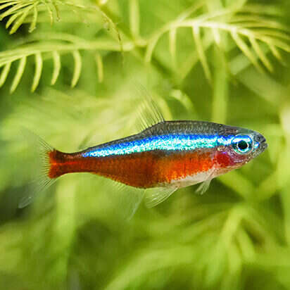 aquaristik bubblenavibild